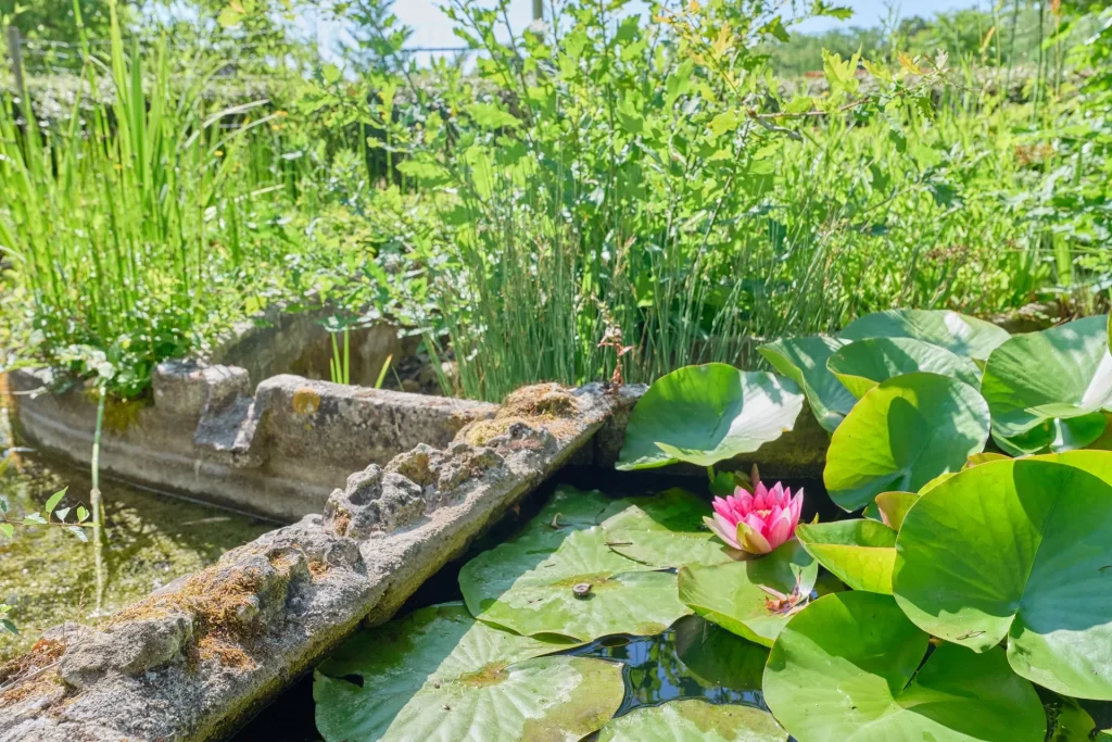 Nénuphar dans les étang